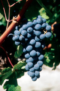 Cabernet-Sauvignon_N__grappe_
