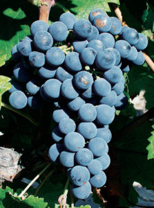 Cabernet_franc_grappe