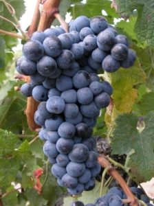 Merlot_N__Grappe_