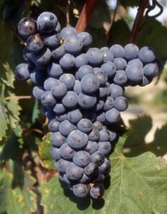 Mourvèdre_N__grappe_-1