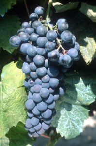 Petit_Verdot_N__grappe_