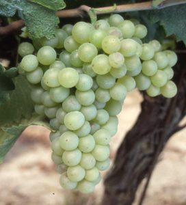 Piquepoul_blanc_B__grappe_