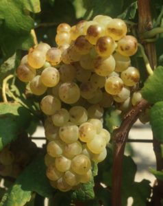Roussanne_B__grappe_