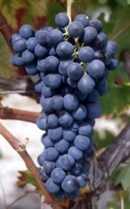 Syrah_N__grappe_