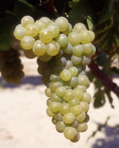 Viognier_B__grappe_